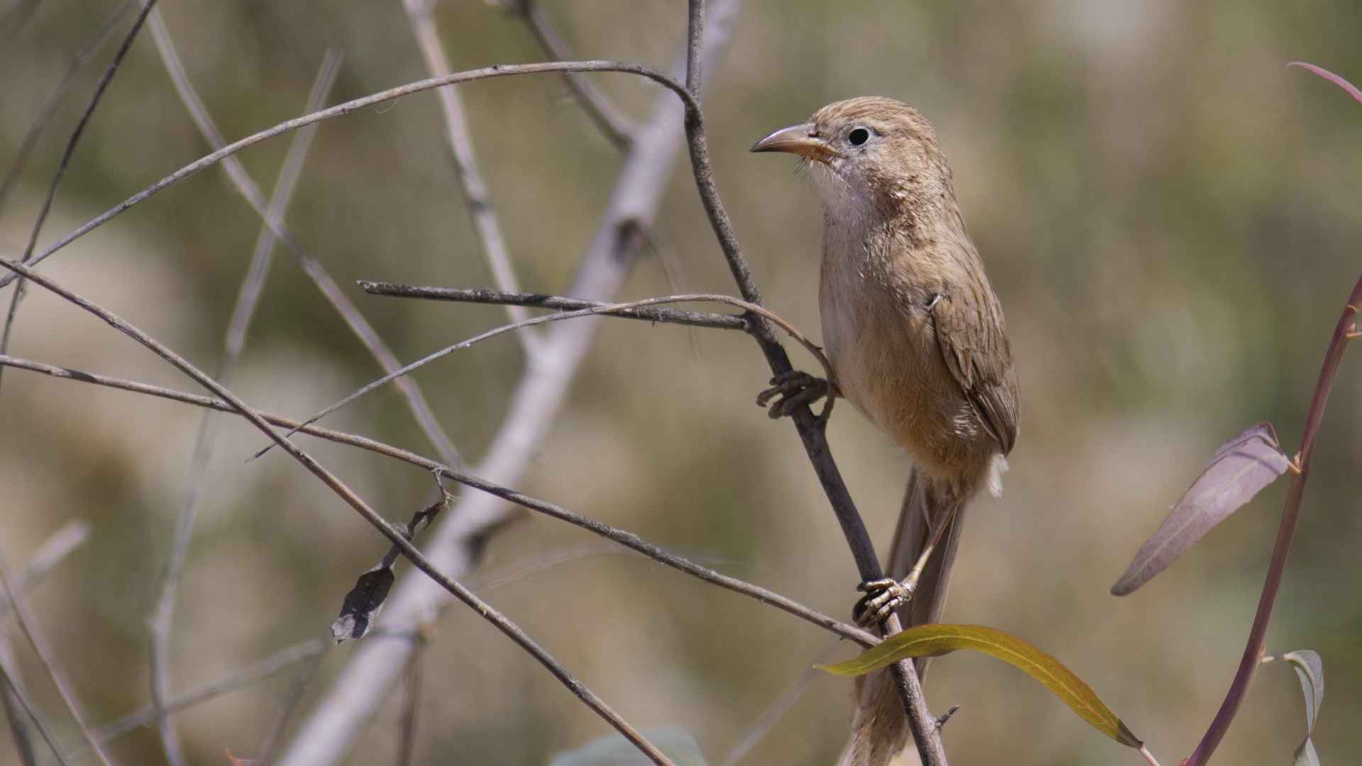Iraq Babbler